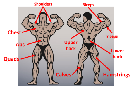 Muscle group diagram